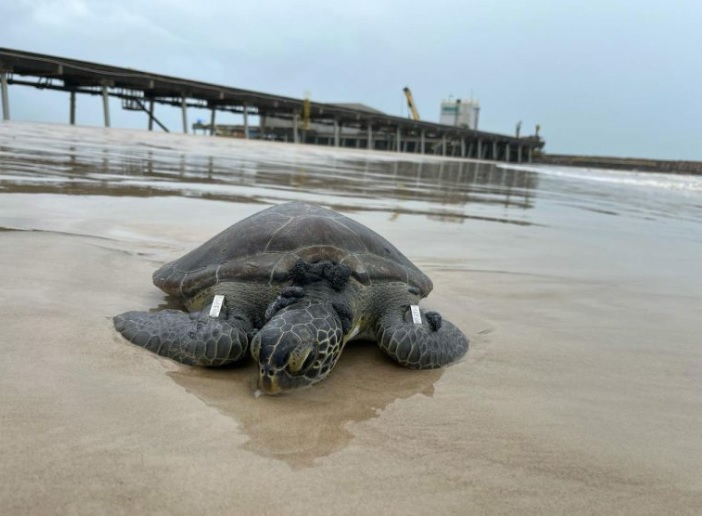 Centro de Reabilitação de Tartarugas Marinhas completa um ano de atuação na Costa do Descobrimento