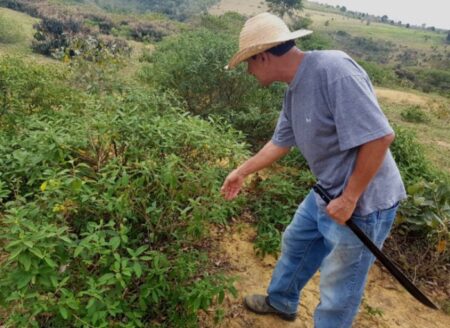 Conheça a planta nativa que se transformou em fonte de renda sustentável no Extremo Sul