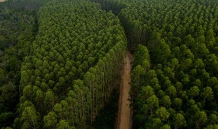 Cultivo de eucalipto na Bahia impulsiona combate às mudanças climáticas