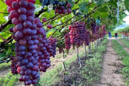 Acordo comercial permite que Bahia exporte uvas para a China