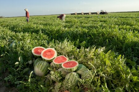 Teixeira de Freitas registra produtividade recorde de melancia, mas preços permanecem baixos