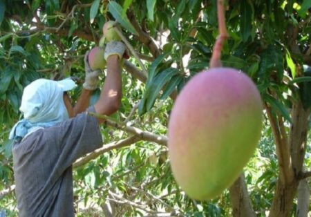 Baixa nas exportações faz preços da manga despencarem no mercado interno da BA