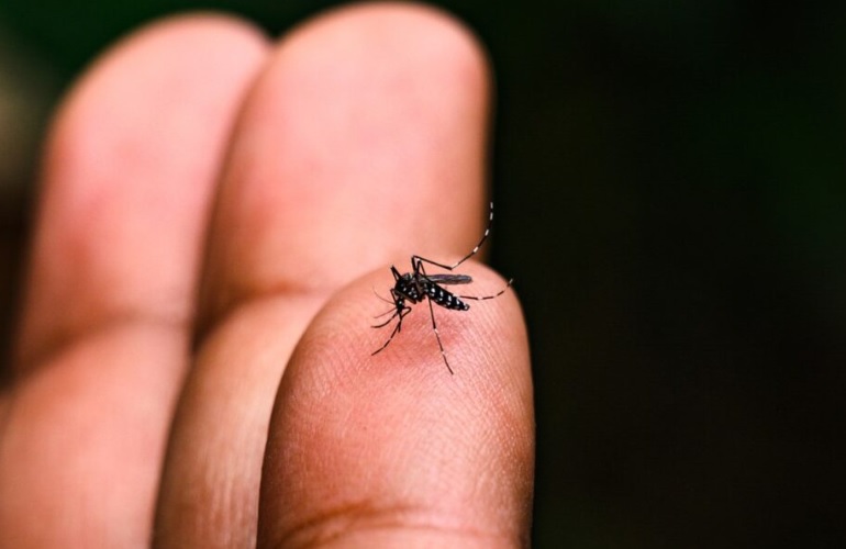 Casos de Dengue disparam 407,9% na Bahia em 2024