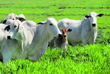 Secretaria da Agropecuária de Mucuri alerta produtores para atualização do cadastro do rebanho