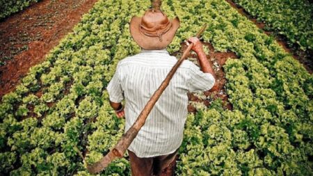 Prefeitura de Teixeira de Freitas divulga chamada pública para aquisição de alimentos da agricultura familiar