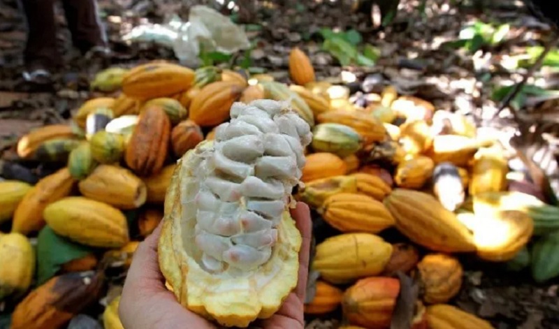 Sul da Bahia receberá reflorestamento de 2 mil hectares em projeto ambiental da Nestlé Sul da Bahia receberá reflorestamento de 2 mil hectares em projeto ambiental da Nestlé