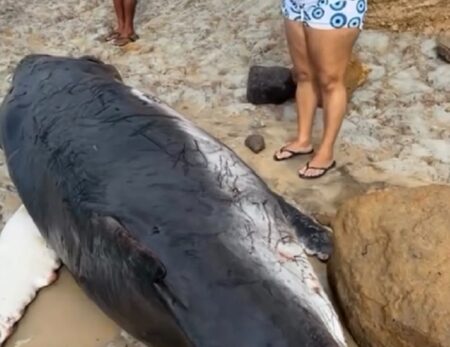 Filhote de baleia-jubarte encalha na praia da Paixão em Prado
