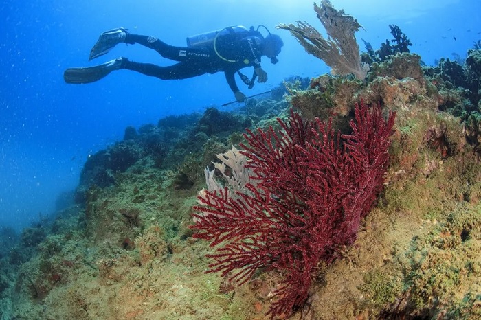 Estudo identifica corais ameaçados em Abrolhos e pede aumento das áreas protegidas Estudo identifica corais ameaçados em Abrolhos e pede aumento das áreas protegidas