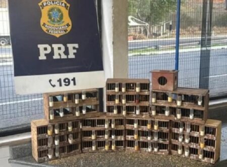 PRF intercepta transporte ilegal de 76 azulões em ônibus com destino a Itabela