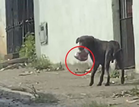 Cachorro fujão viraliza enquanto é perseguido por avenida após roubar carne em Itamaraju