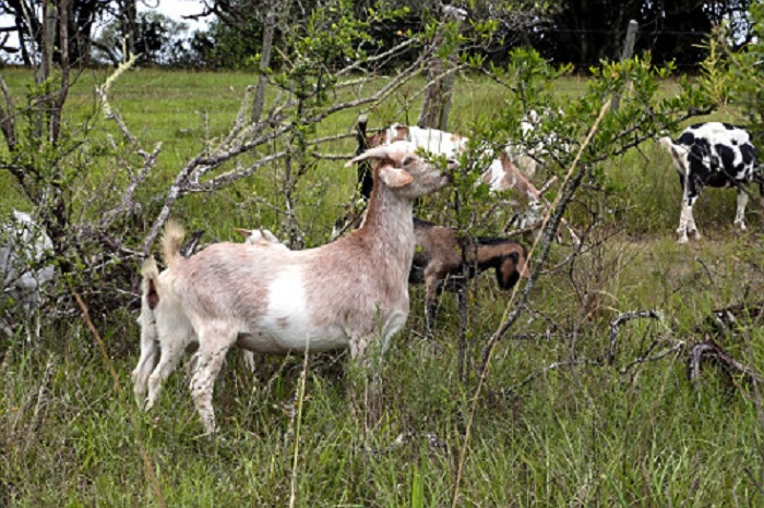 Cabras são estudadas por sobreviverem sem água doce em Abrolhos 1 Cabras são estudadas por sobreviverem sem água doce em Abrolhos