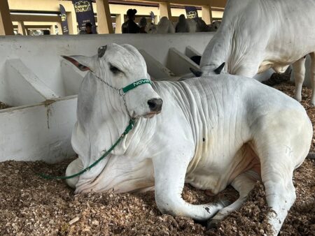 Adab reforça fiscalização sanitária na ExpoFeira em Feira de Santana