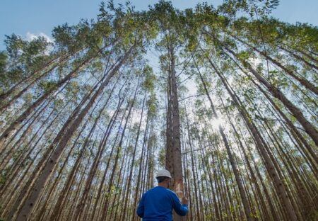 Expedição da Silvicultura chega a Eunápolis para debater futuro do setor florestal