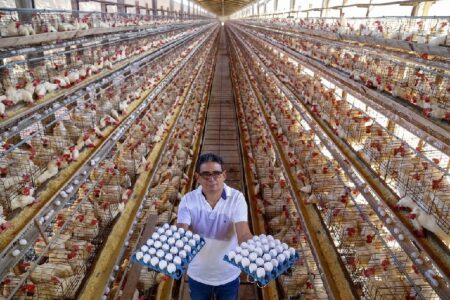 Eunápolis lidera produção de ovos na Bahia e puxa recorde histórico do estado