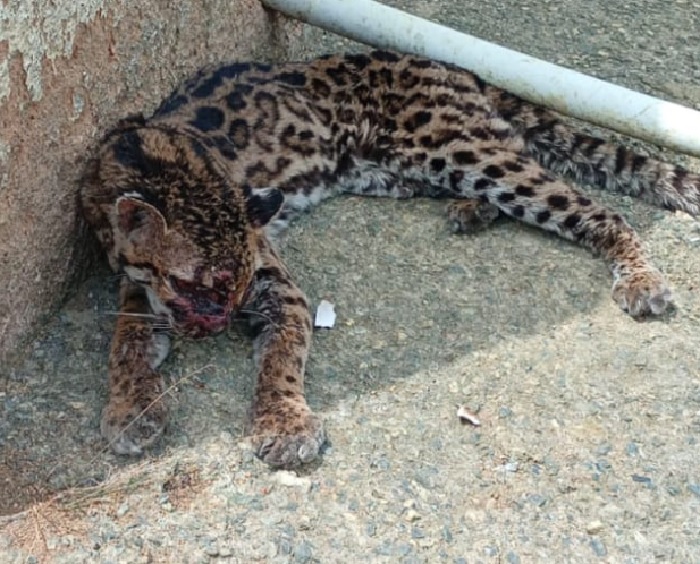 Filhote de onça-pintada é avistada em distrito de Itamaraju e assusta moradores