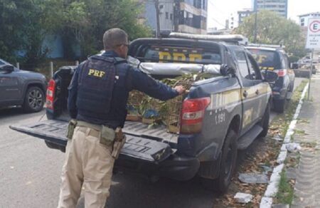 Mais de 100 aves são resgatadas em ação contra comércio ilegal no sul da Bahia