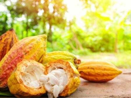 Fruticultura e cacau impulsionam produção agrícola da Bahia, que bate recorde histórico