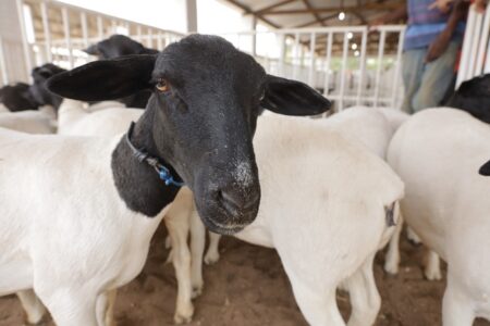 Bahia registra crescimento histórico no rebanho de ovinos e caprinos