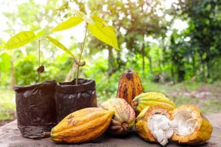 Mel de cacau do sul da Bahia recebe prêmio nacional em pesquisa inovadora