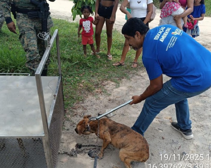 Sete cães mantidos em condições de extrema crueldade são resgatados em Porto Seguro Sete cães mantidos em condições de extrema crueldade são resgatados em Porto Seguro