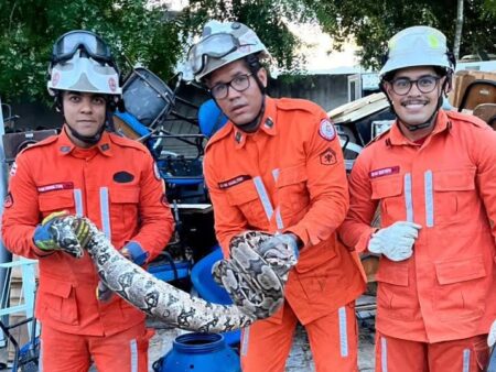 Bombeiros resgatam cobra de 2 metros em campus da Uneb