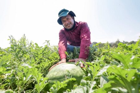Ibirapuã é autorizada a exportar melancia e abóbora para países do Mercosul