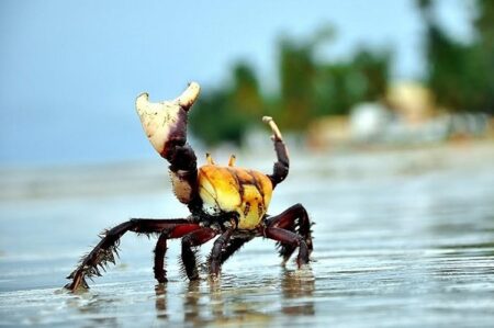 Defeso do caranguejo tem início em janeiro; veja as datas