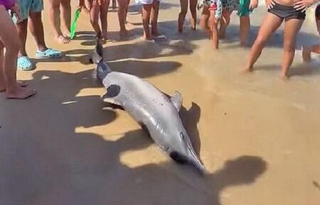 Golfinho aparece morto em praia de Porto Seguro