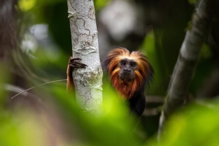 Ilhéus recebe programa pioneiro da Bahia para monitorar espécies ameaçadas da Mata Atlântica