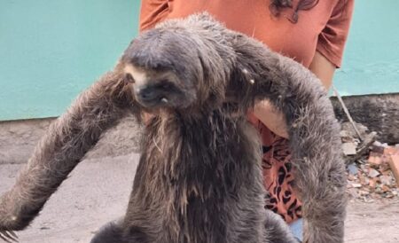 Bicho-preguiça é resgatado no campus do IFBA de Porto Seguro