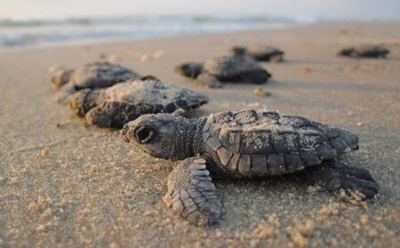 Mais de 9,4 mil filhotes de tartarugas nascem no Extremo Sul da Bahia em dois meses