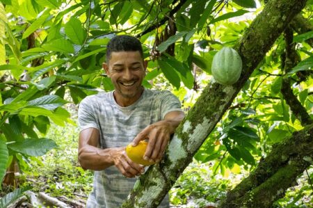 Bahia anuncia pacote de medidas para conter crise na cacauicultura; confira