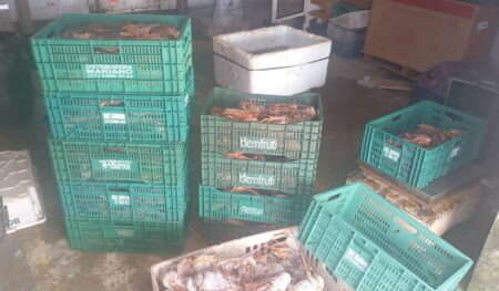 Mais de 75 kg de lagosta ilegal são apreendidos em Santa Cruz Cabrália