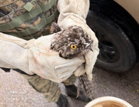 Ave silvestre ferida é resgatada em área residencial de Porto Seguro