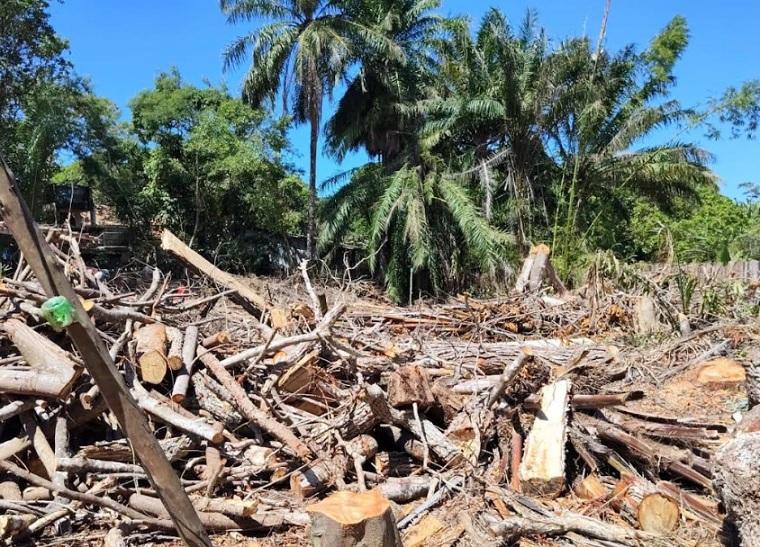 Desmatamento ilegal com corte de cerca de 30 árvores é flagrado em Caraíva Desmatamento ilegal com corte de cerca de 30 árvores é flagrado em Caraíva
